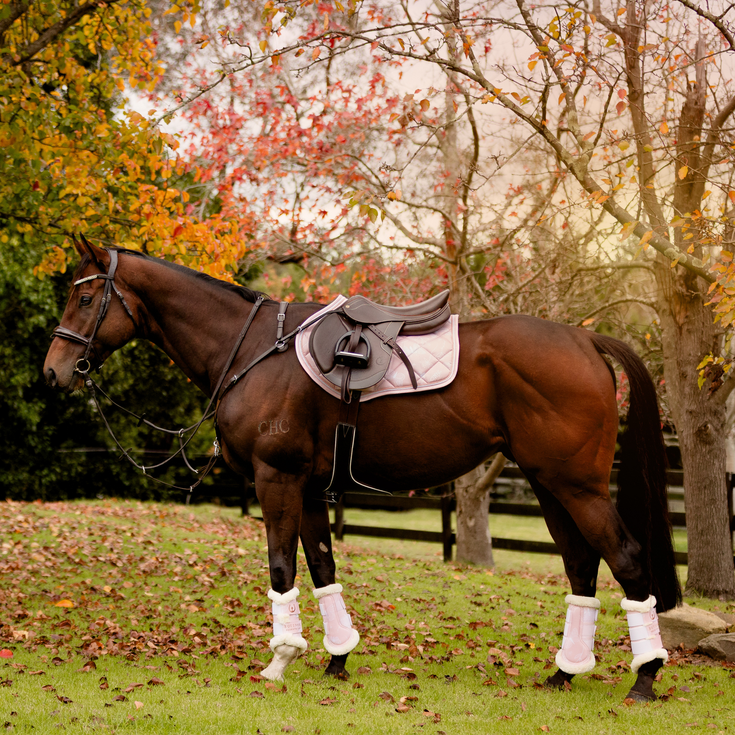 Blush Butterfly - Jumping/GP Set