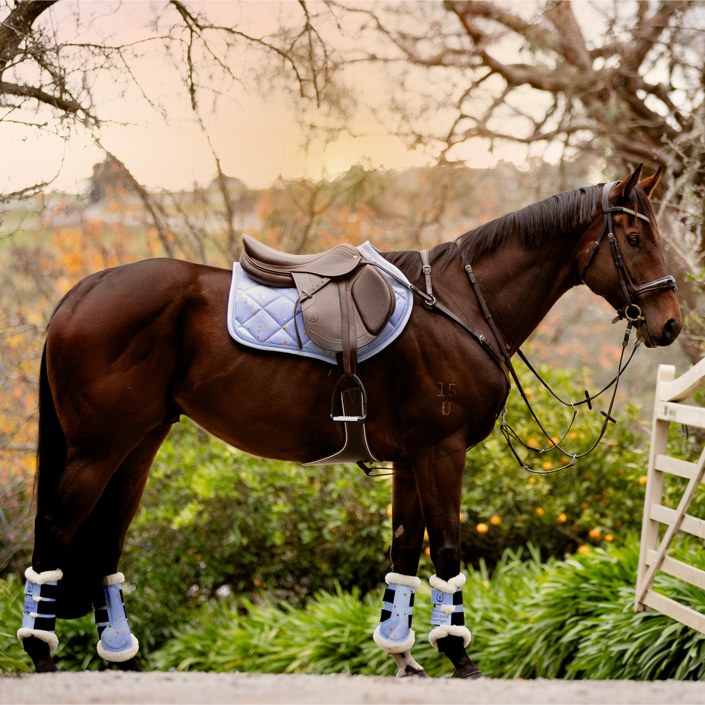 Violet Night - Jumping/GP Set